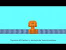 ATP Synthase Animation