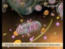 Anti-aging 3D medical animation mitochondria for Ninapharm,produced by Virtual Point