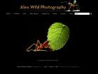 Галерея фотографий насекомых с акцентом на муравьев, содержащая также пчёл, ос, ​​пилильщиков, ошибки, жуков и мух.