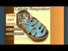 Cellular Respiration Part 1: Introduction & Glycolysis